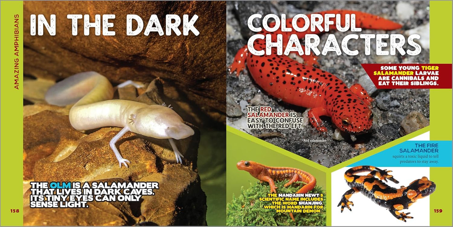 Animal Book for Kids