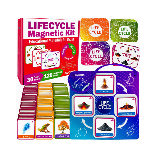 Life Cycle Magnetic Flashcards