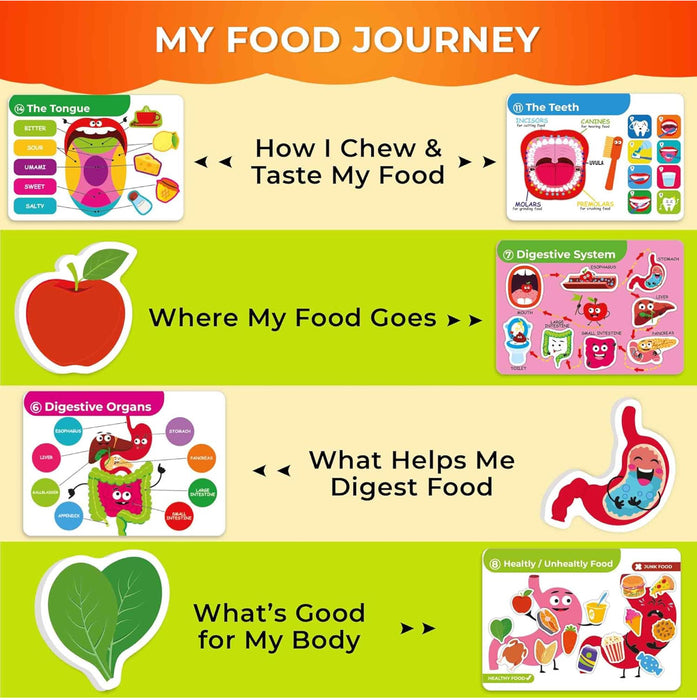 Montessori Busy Book (Our Body)