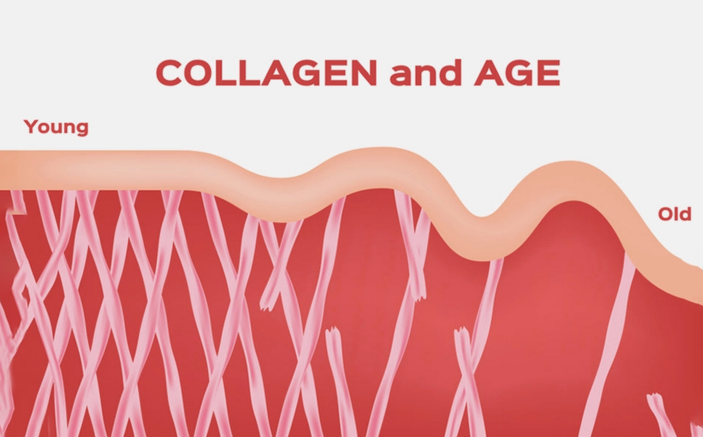 Collagen+ with Hydrolyzed Collagen Powder - Biotin - Hyaluronic Acid & Vitamin C