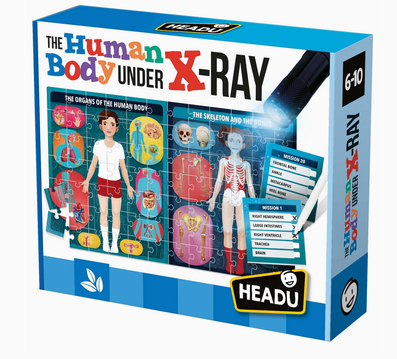Human Body Under X-Ray