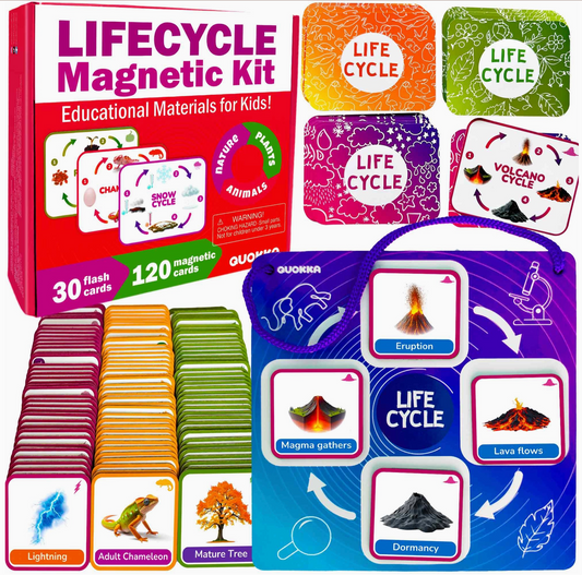 Life Cycle Magnetic Flashcards