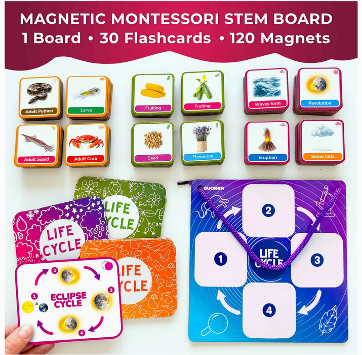 Life Cycle Magnetic Flashcards