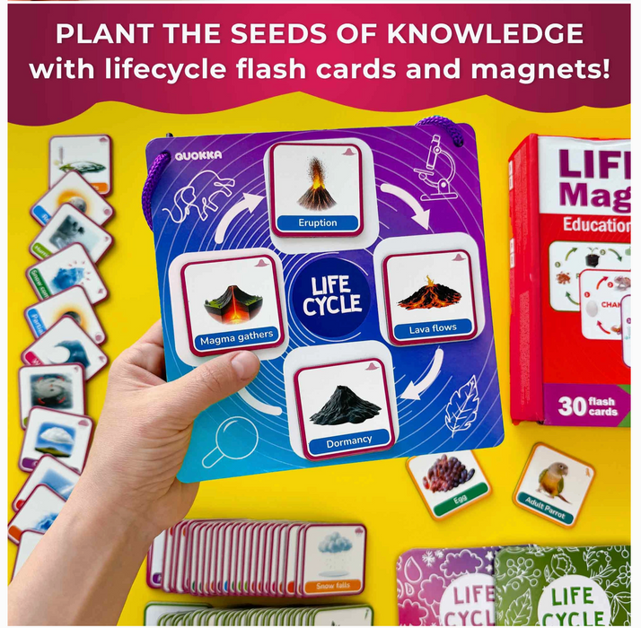 Life Cycle Magnetic Flashcards