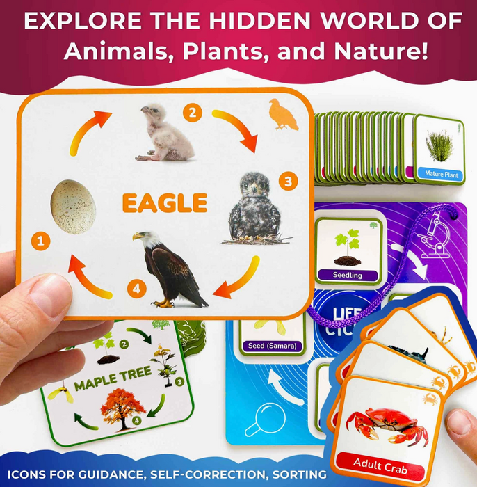 Life Cycle Magnetic Flashcards