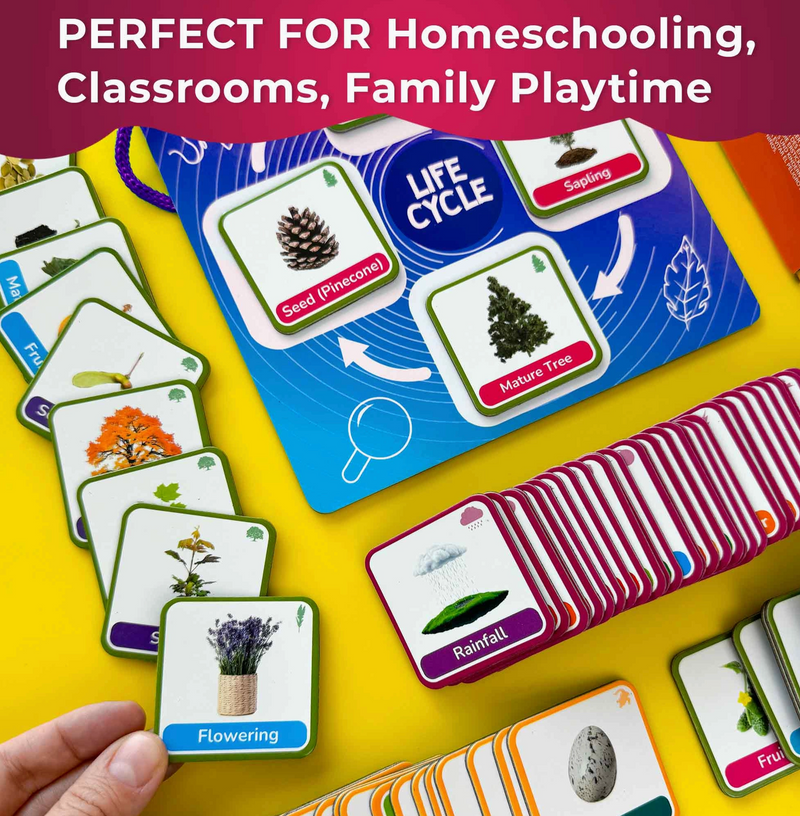 Life Cycle Magnetic Flashcards