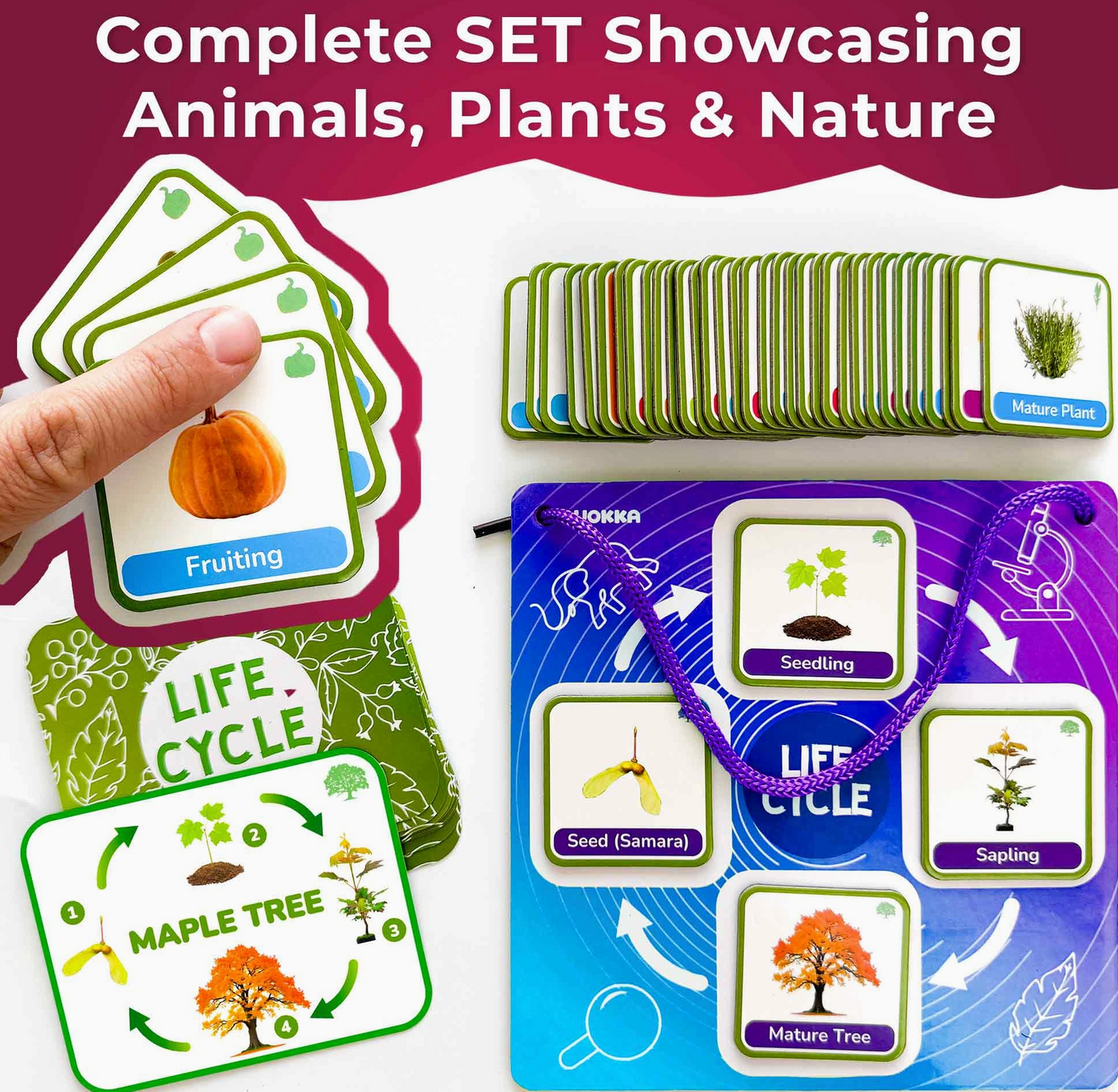 Life Cycle Magnetic Flashcards