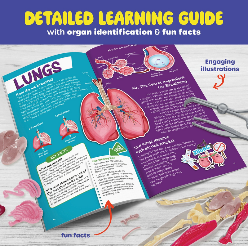 Squishy & Learn Anatomy