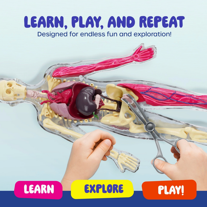 Squishy & Learn Anatomy