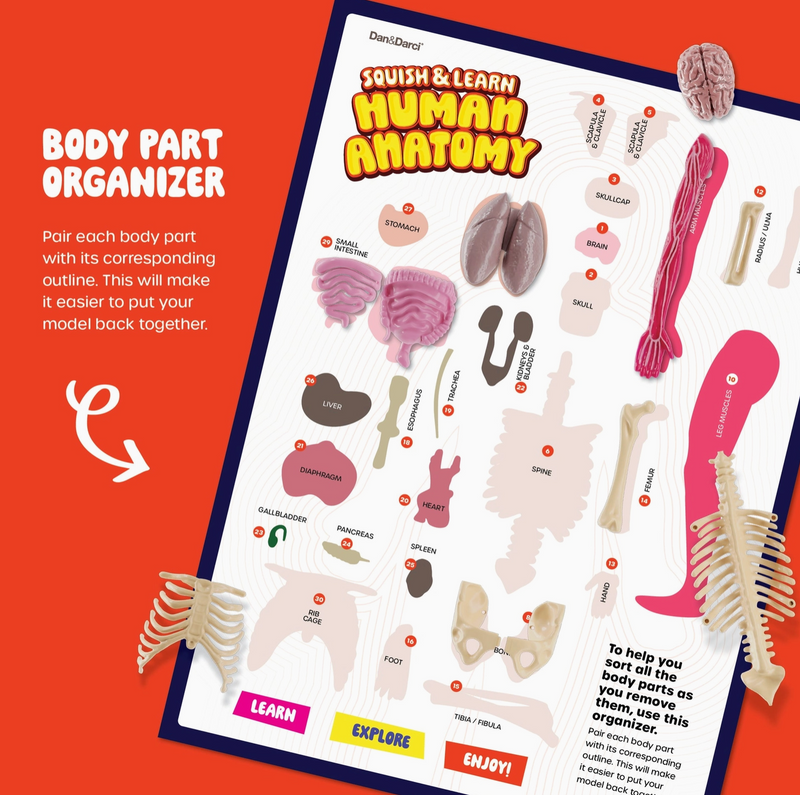 Squishy & Learn Anatomy